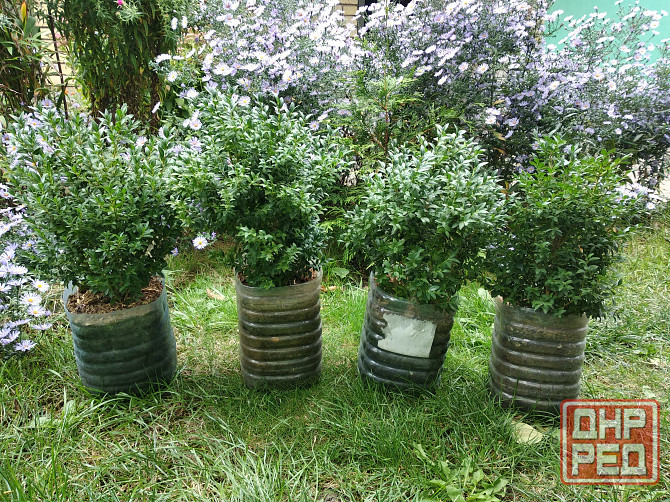 Самшит Донецк - изображение 1