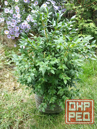 Самшит Донецк - изображение 5