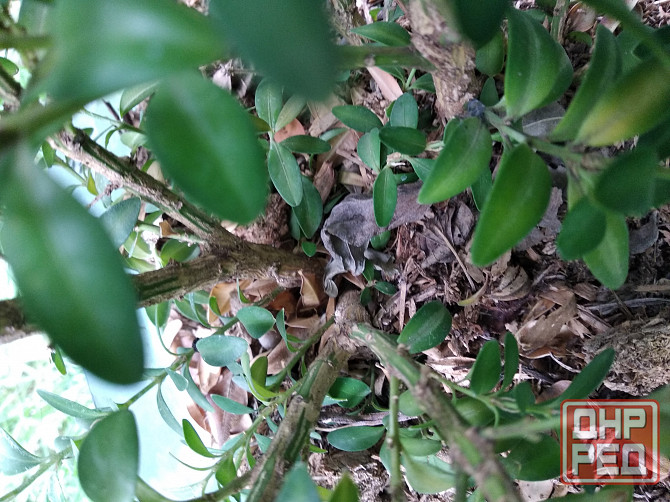 Самшит Донецк - изображение 6