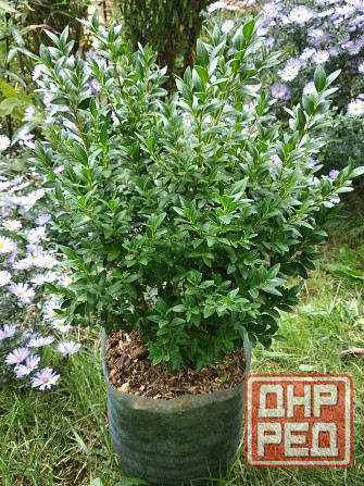 Самшит Донецк - изображение 2