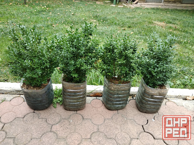 Самшит Донецк - изображение 7