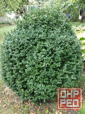 Самшит Донецк - изображение 8