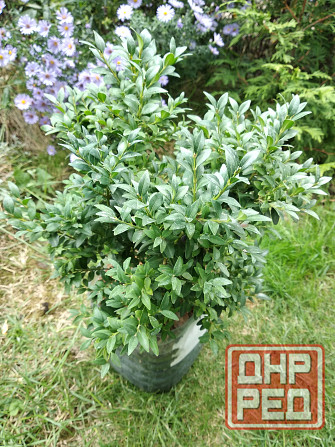 Самшит Донецк - изображение 4