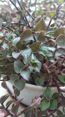 Традисканция мелкая Донецк