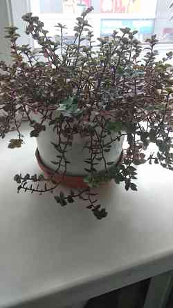 Традисканция мелкая Донецк