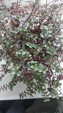 Традисканция мелкая Донецк