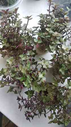 Традисканция мелкая Донецк