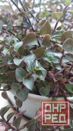 Традисканция мелкая Донецк - изображение 3
