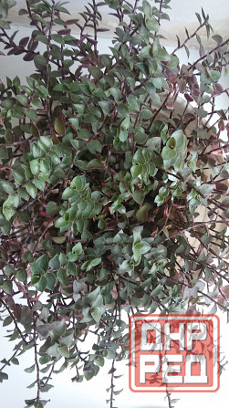 Традисканция мелкая Донецк - изображение 4