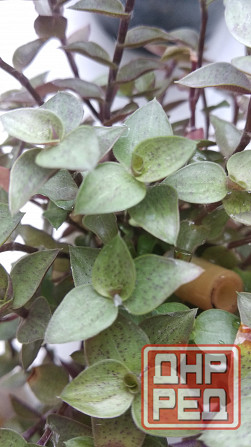 Традисканция мелкая Донецк - изображение 7