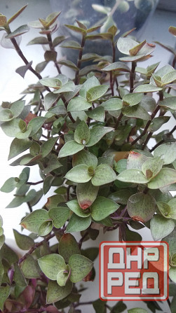 Традисканция мелкая Донецк - изображение 6