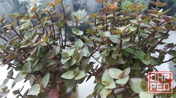 Традисканция мелкая Донецк - изображение 8