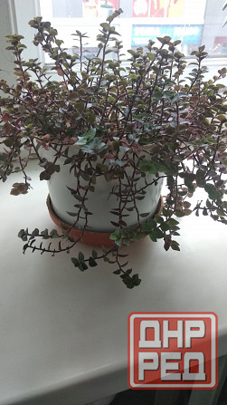 Традисканция мелкая Донецк - изображение 2