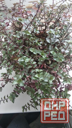 Традисканция мелкая Донецк - изображение 1