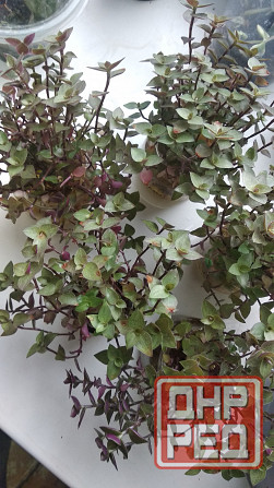 Традисканция мелкая Донецк - изображение 5