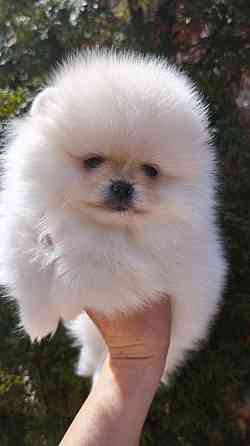 Медвежата Померанский шпиц!!! Горловка