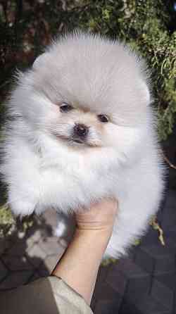 Медвежата Померанский шпиц!!! Горловка