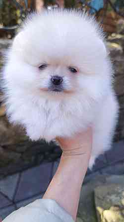 Медвежата Померанский шпиц!!! Горловка