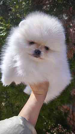 Медвежата Померанский шпиц!!! Горловка