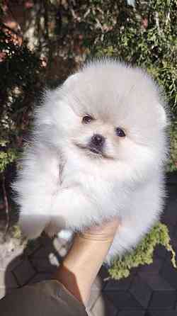 Медвежата Померанский шпиц!!! Горловка