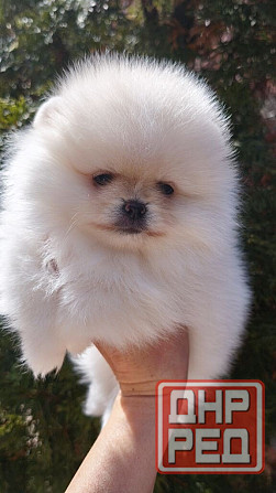 Медвежата Померанский шпиц!!! Горловка - изображение 5