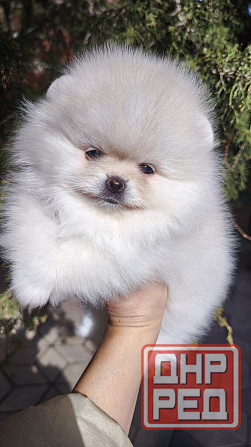 Медвежата Померанский шпиц!!! Горловка - изображение 4