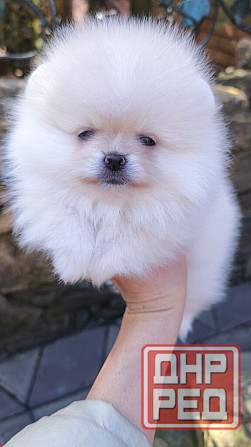 Медвежата Померанский шпиц!!! Горловка - изображение 2