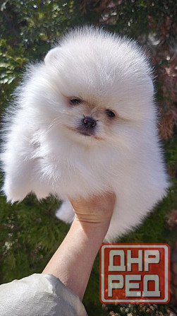 Медвежата Померанский шпиц!!! Горловка - изображение 1