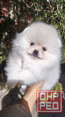 Медвежата Померанский шпиц!!! Горловка - изображение 3