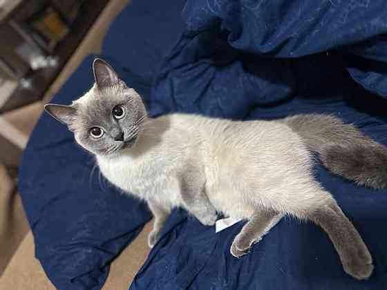 Ищем котика для вязки Донецк