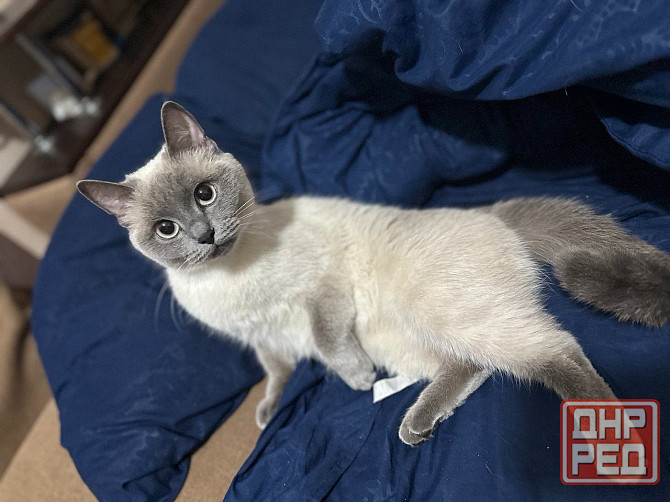 Ищем котика для вязки Донецк - изображение 1