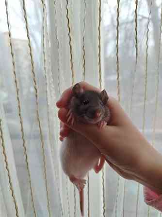 Крысята Дамбо, крыски, крысы декоративные Донецк