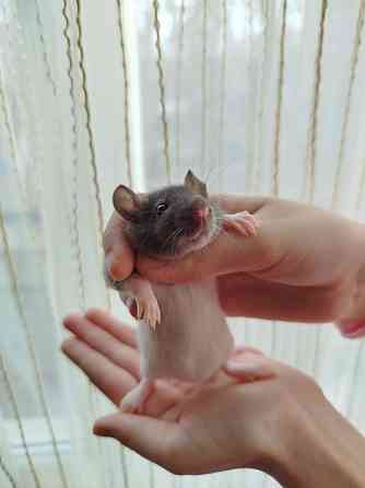 Крысята Дамбо, крыски, крысы декоративные Донецк