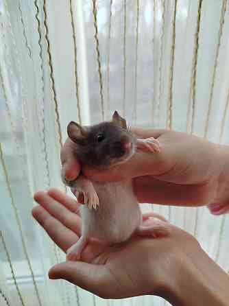 Крысята Дамбо, крыски, крысы декоративные Донецк