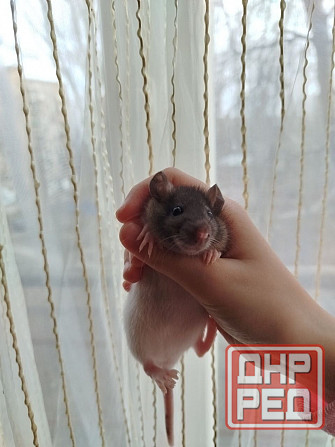 Крысята Дамбо, крыски, крысы декоративные Донецк - изображение 3