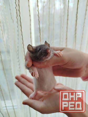 Крысята Дамбо, крыски, крысы декоративные Донецк - изображение 1