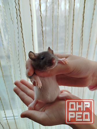 Крысята Дамбо, крыски, крысы декоративные Донецк - изображение 2