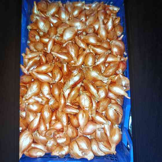 Продам лук кущевка Донецк