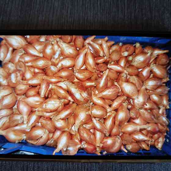 Продам лук кущевка Донецк