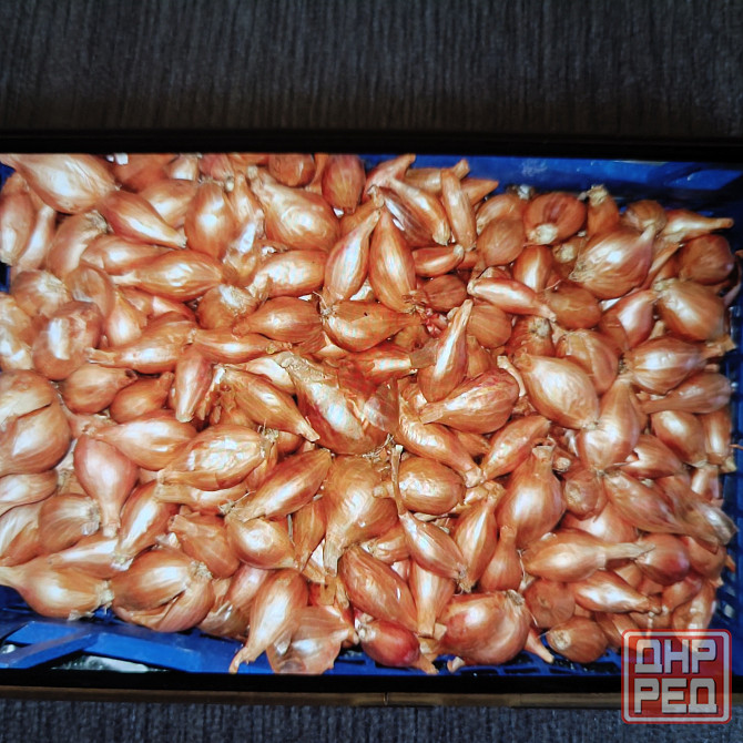 Продам лук кущевка Донецк - изображение 1