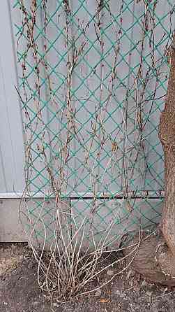 Кусты декоративной вьющейся жимолости Донецк