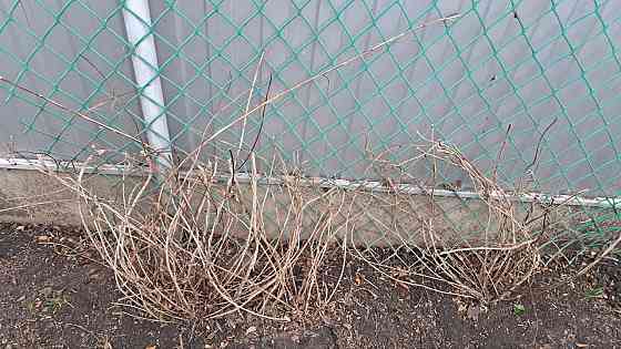 Кусты декоративной вьющейся жимолости Донецк