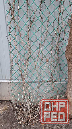 Кусты декоративной вьющейся жимолости Донецк - изображение 2