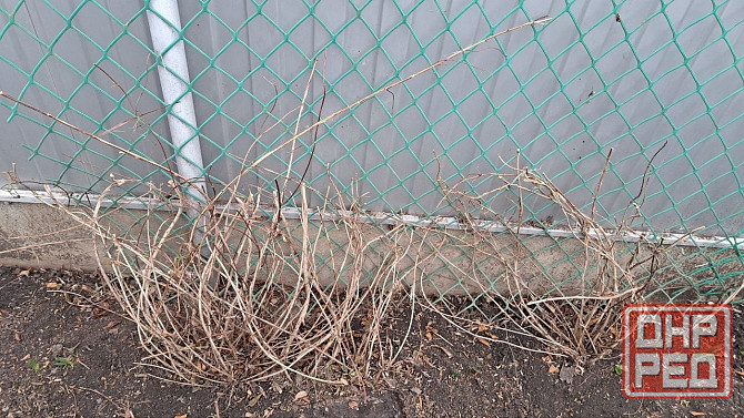 Кусты декоративной вьющейся жимолости Донецк - изображение 1