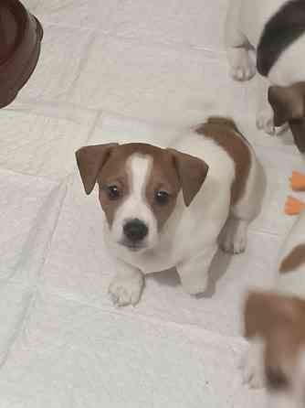 Продаю щенков Джек Рассел терьер Горловка
