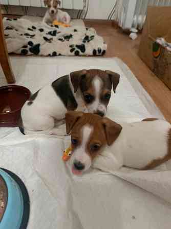 Продаю щенков Джек Рассел терьер Горловка