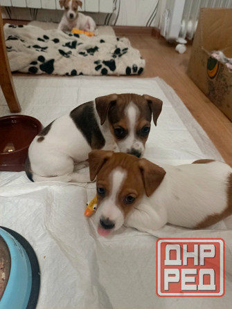 Продаю щенков Джек Рассел терьер Горловка - изображение 2