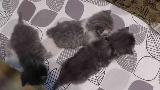 Отдам котят Донецк