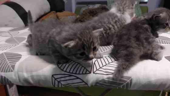 Отдам котят Донецк