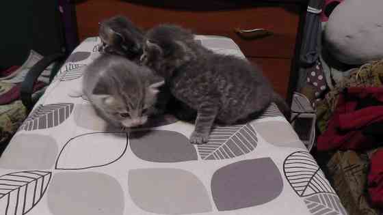 Отдам котят Донецк